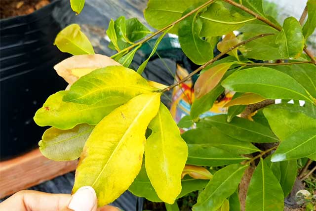 cây cảnh trong văn phòng bị vàng lá