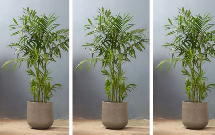 Đặc điểm nổi bật của cây cau Hawai