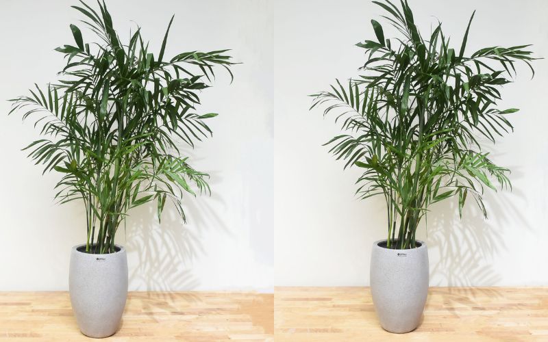 Lợi ích không ngờ từ cây cau Hawai