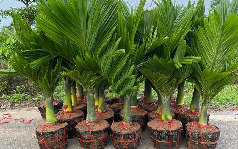 Top 10 cây cảnh chịu nắng lý tưởng