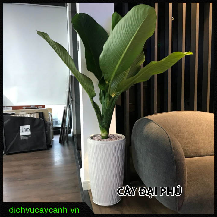 Cây đại phú gia