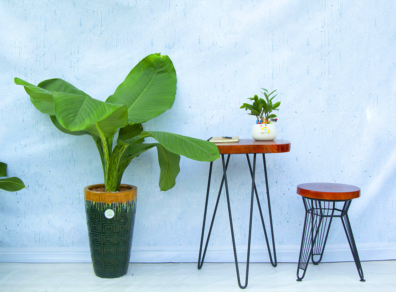 Cây đại phú gia