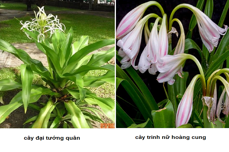 Phân biệt cây đại tướng quân và trinh nữ hoàng cung