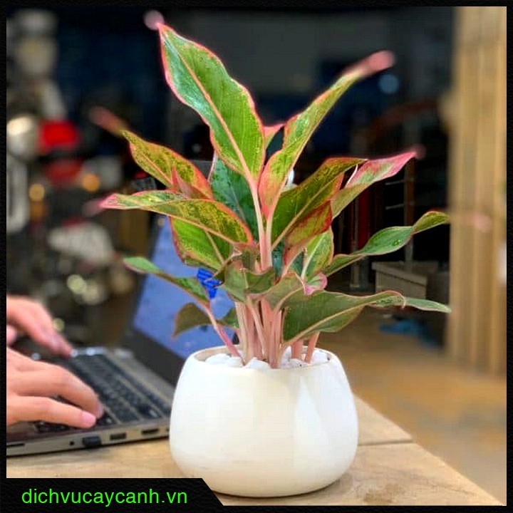 cây để bàn dễ sống 