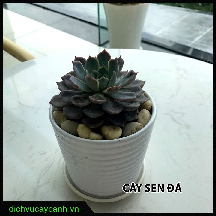 Trồng sen đá ngày càng được ưa chuộng
