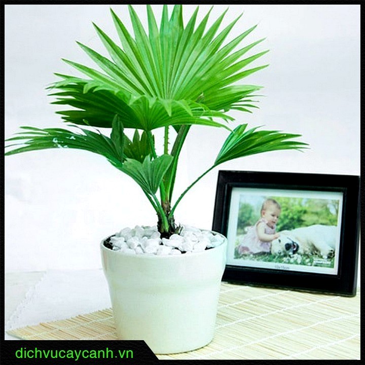 cây để bàn dễ sống 