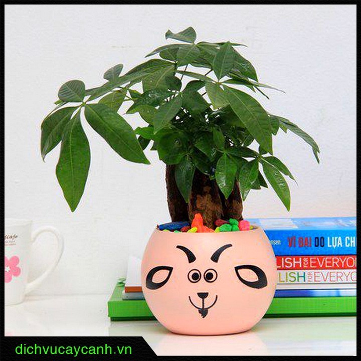 cây để bàn dễ sống 