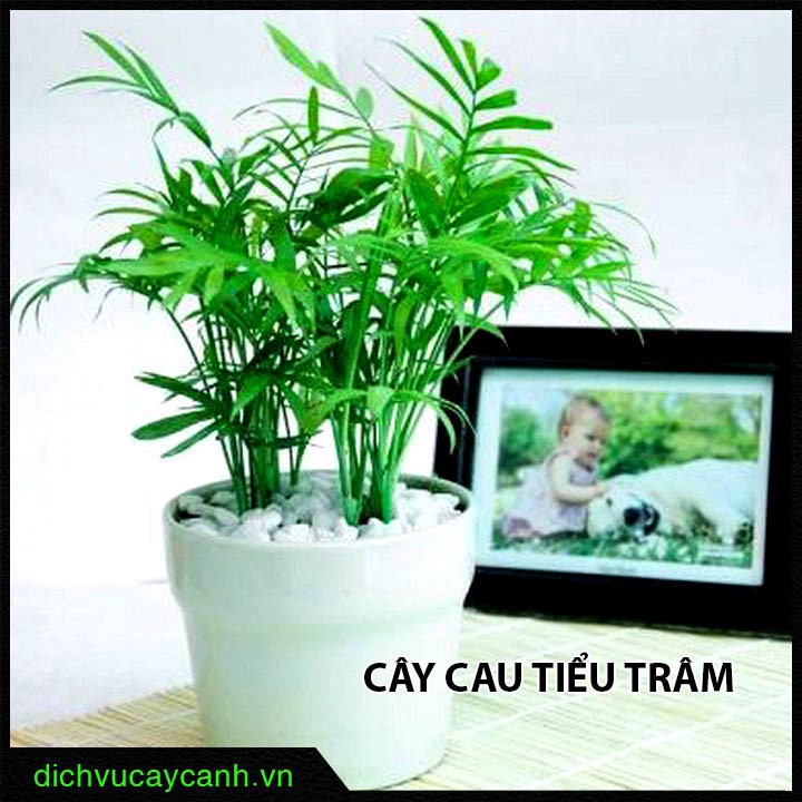 cây để bàn dễ sống 