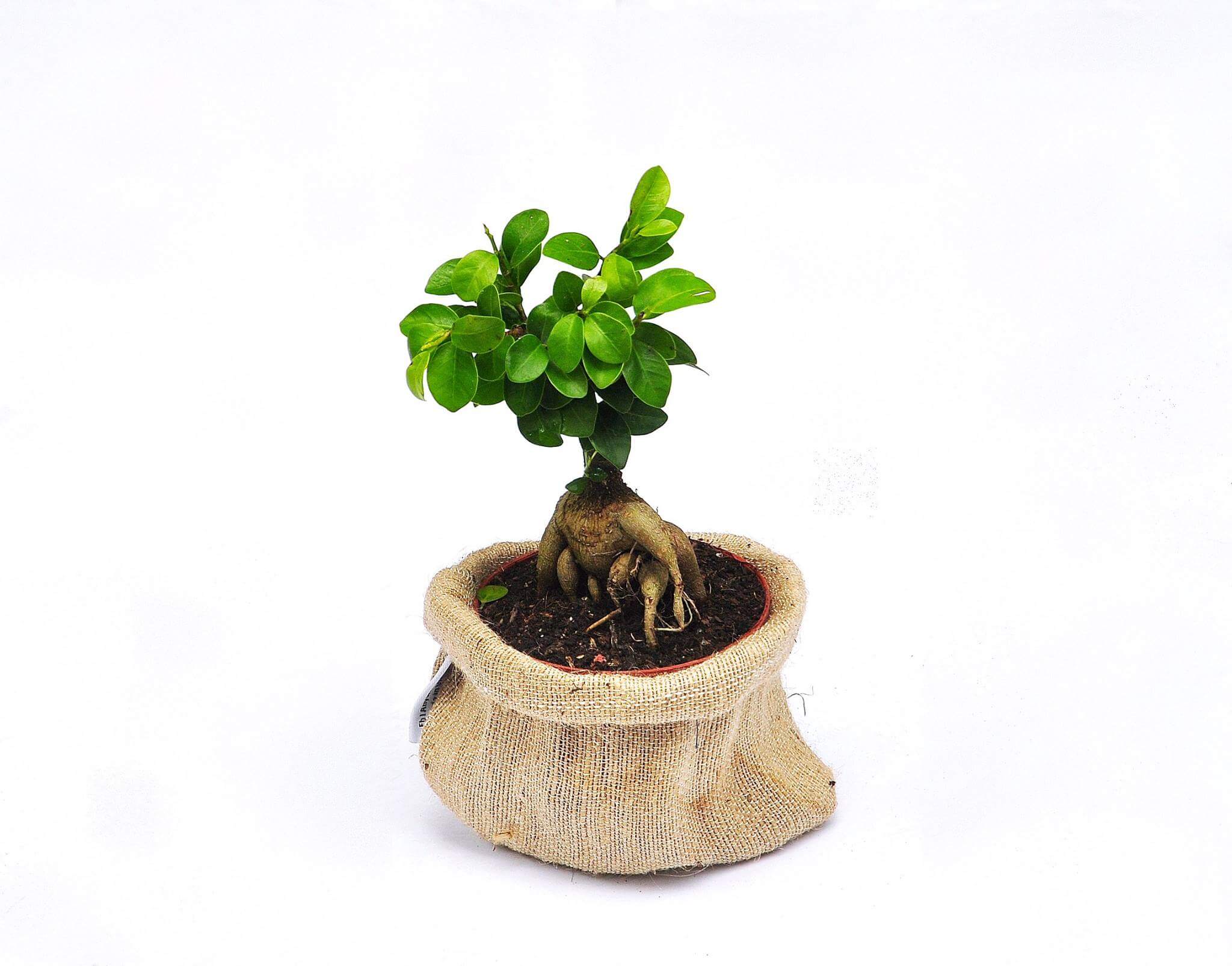 cây để bàn đẹp