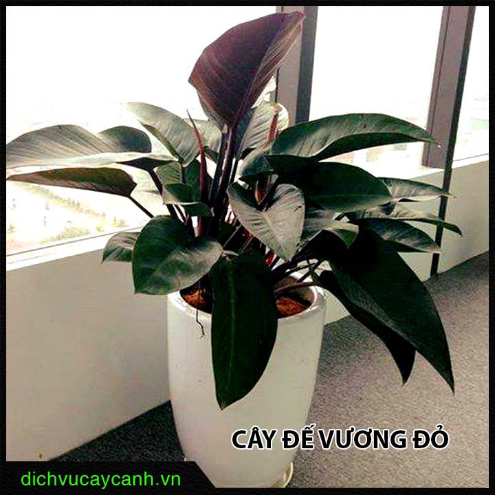 Cây đế vương đỏ