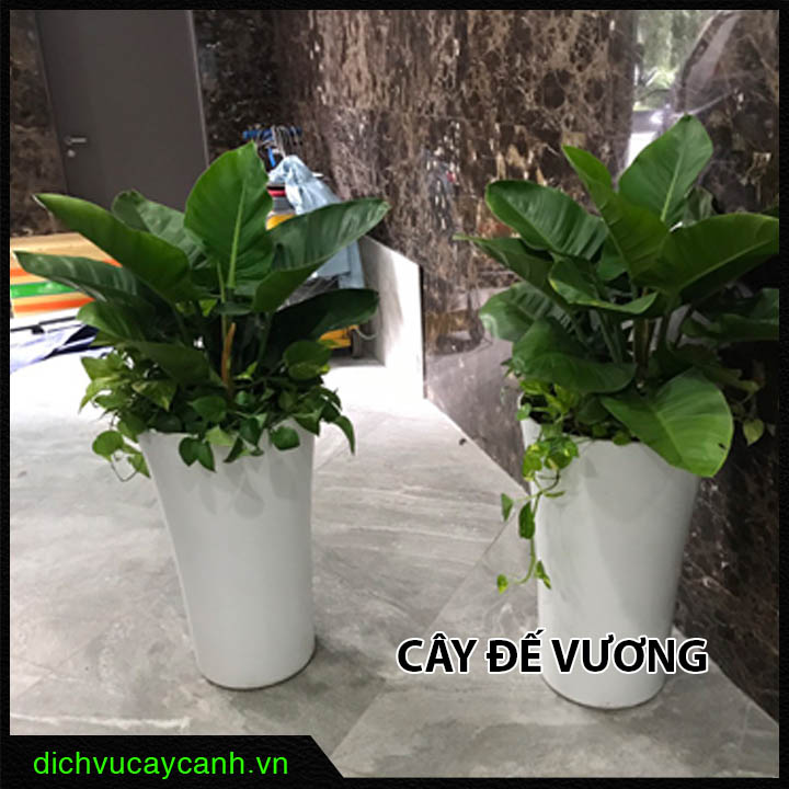 Cây đế vương xanh