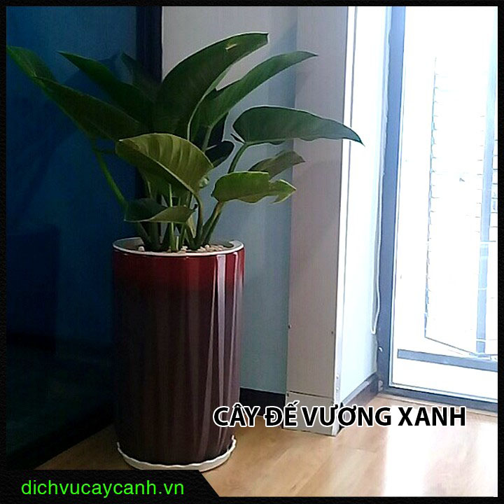 Cây đế vương xanh