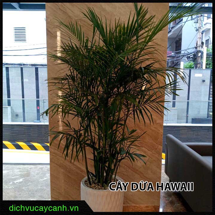 cây dừa Hawaii