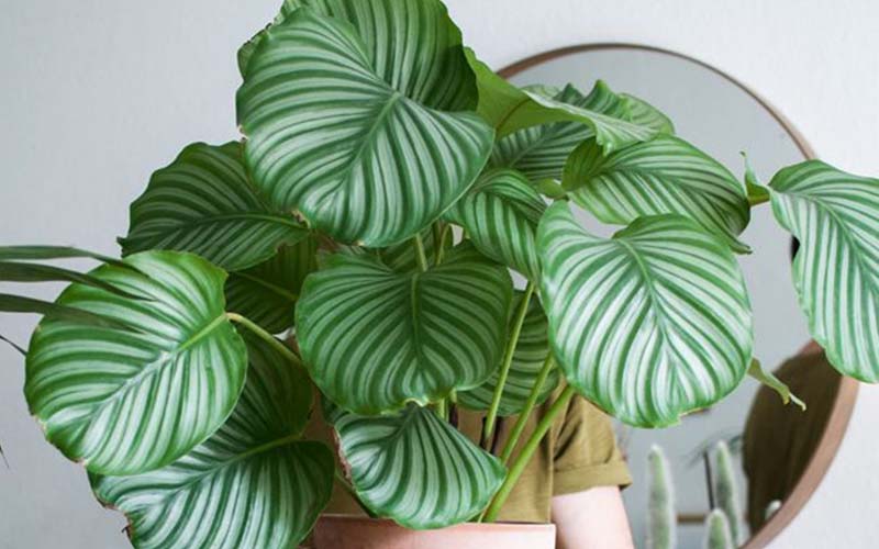 Cây đuôi công là cây cảnh lá đẹp, có nguồn gốc từ Nam Mỹ.