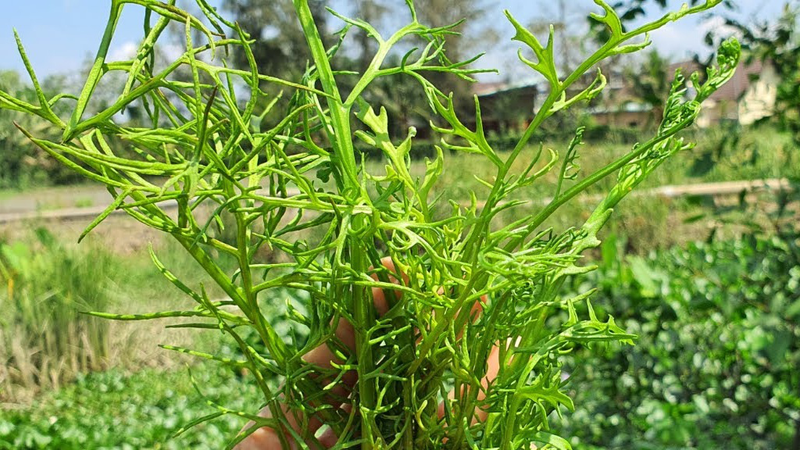 Kỹ thuật trồng và chăm sóc cây gạc nai