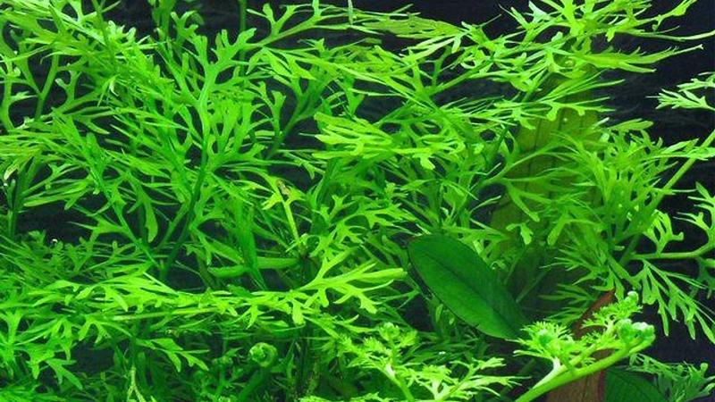 công dụng của cây gạc nai