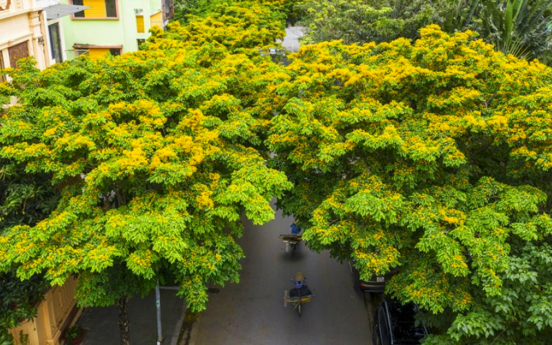 Cây giáng hương có mấy loại?