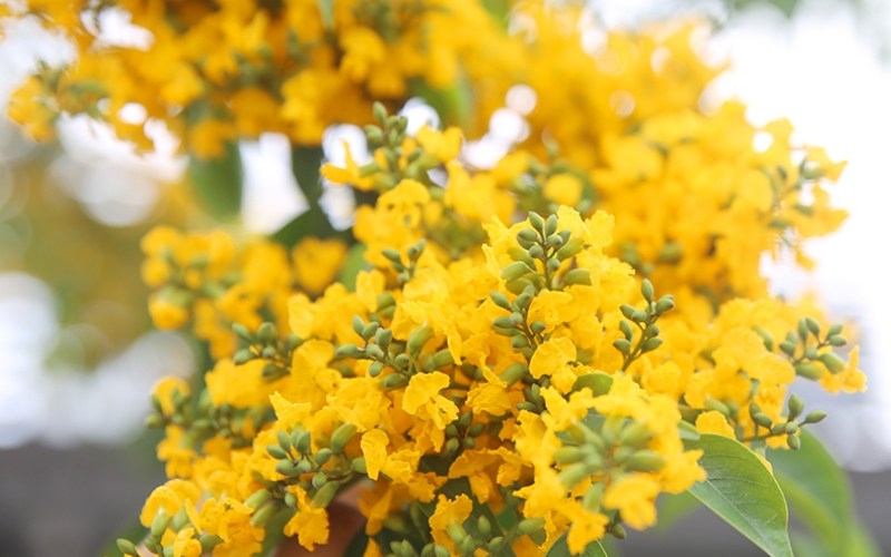 Cây giáng hương là loài cây thân gỗ lớn, nổi bật với tán lá rộng và hoa vàng rực rỡ.