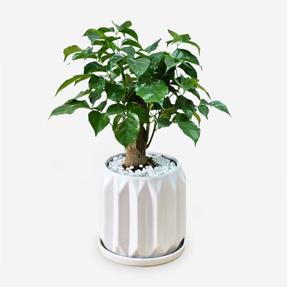 Cây hạnh phúc hợp mệnh gì