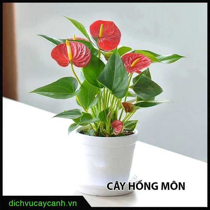 Cây Hồng Môn