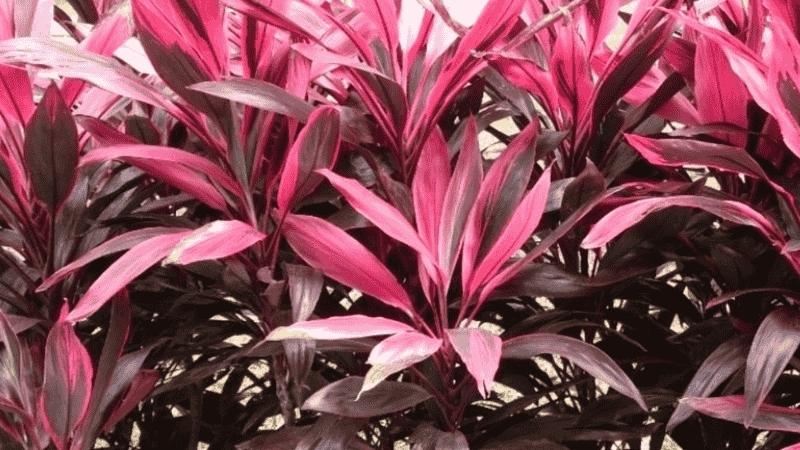 Cây Huyết Dụ đỏ