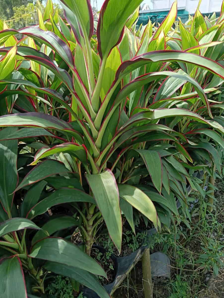 Cây Huyết Dụ xanh