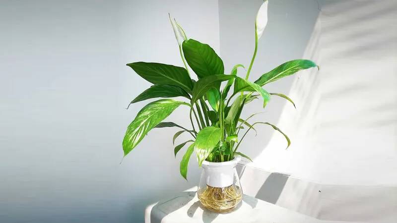 Cây lan ý mini giúp không gian làm việc thêm thanh lịch và tươi mát.