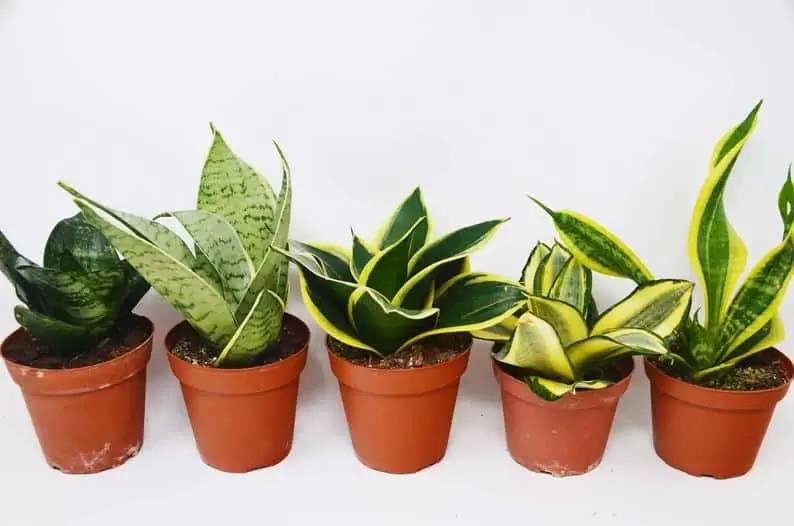 Cây lưỡi hổ mini dễ chăm sóc, giúp thanh lọc không khí hiệu quả.