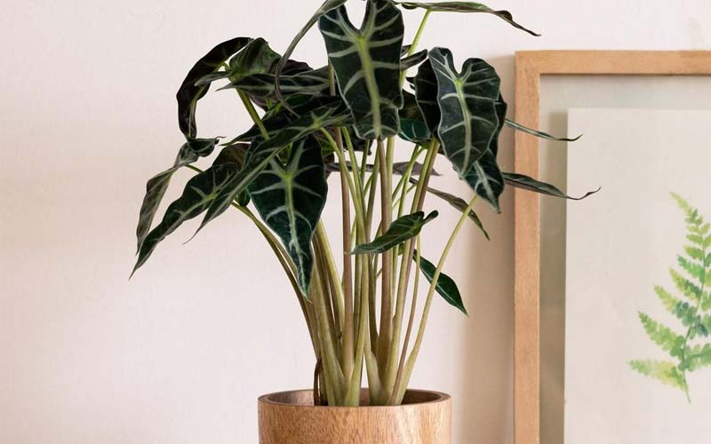 Cây môn quan âm là cây cảnh có lá lớn, xanh đẹp để trang trí nội thất.