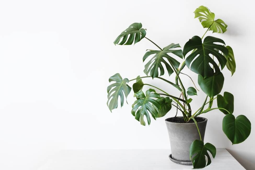 Cây Monstera là cây cảnh lá xẻ nhiệt đới, đẹp và dễ trồng trong nhà.