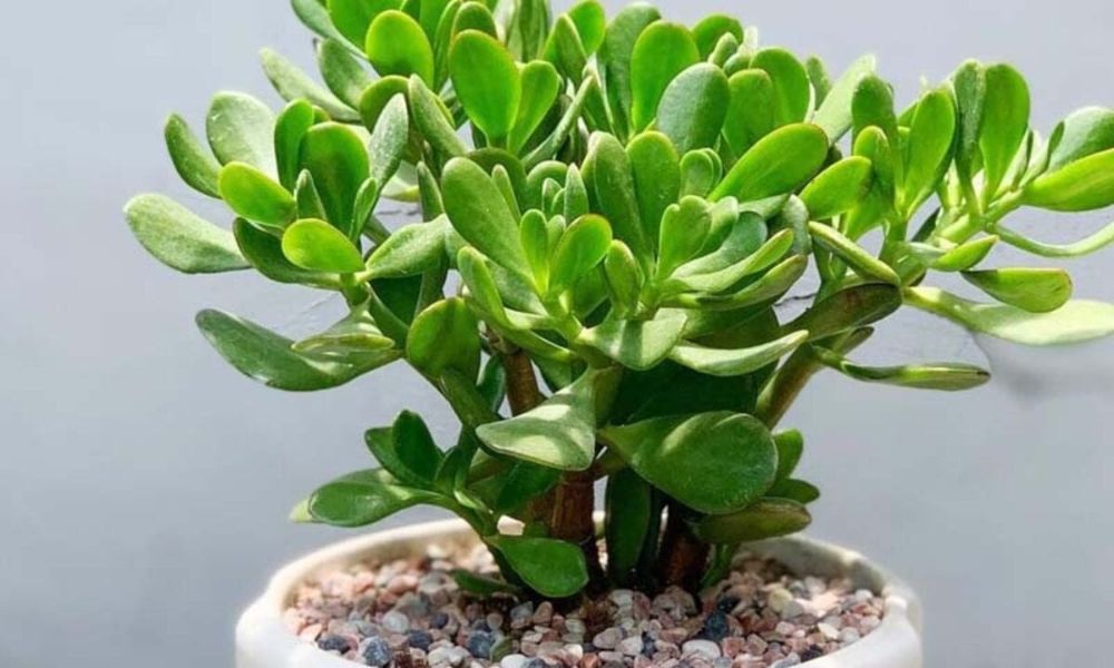 mệnh thủy hợp cây gì trong phòng làm việc