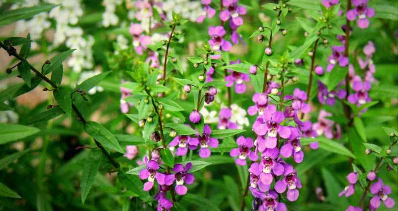 Cây ngọc hân là cây cảnh hoa nhiệt đới, dễ trồng, ưa sáng.