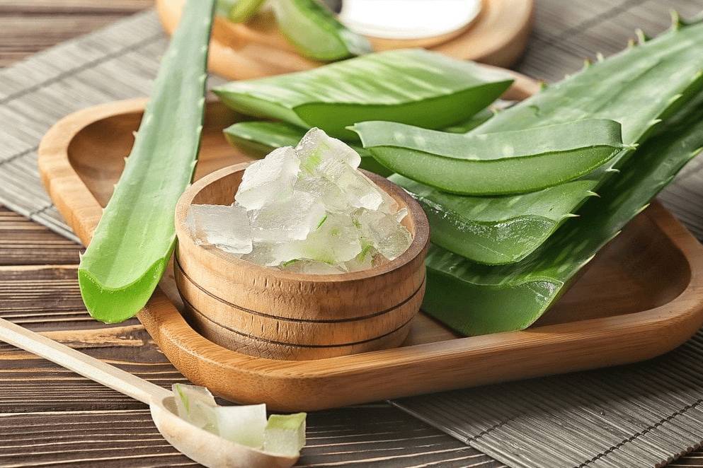Cây nha đam mang lại nhiều lợi ích cho sức khỏe và làm đẹp.