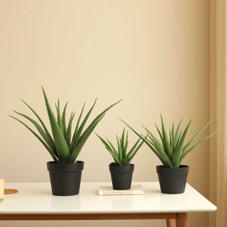 cây cảnh chịu nắng lý tưởng để trồng cho nhà hướng Tây