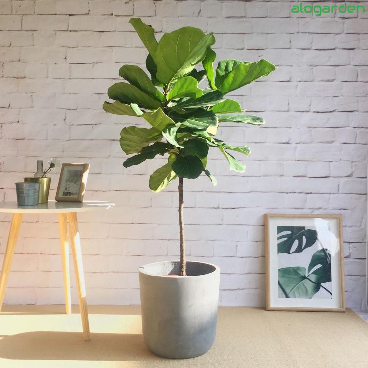  cây nội thất đặt sảnh