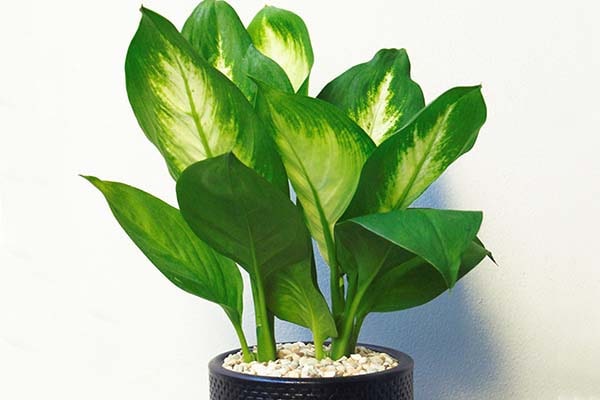  cây nội thất đặt sảnh