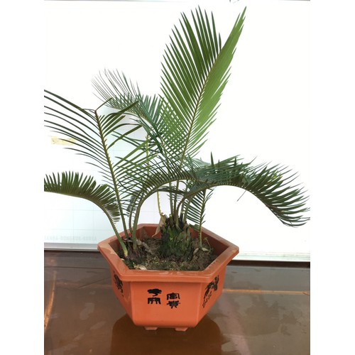  cây nội thất đặt sảnh