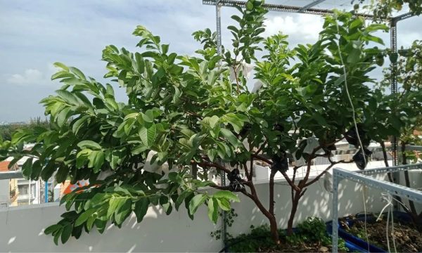 Top 10 cây cảnh chịu nắng lý tưởng 