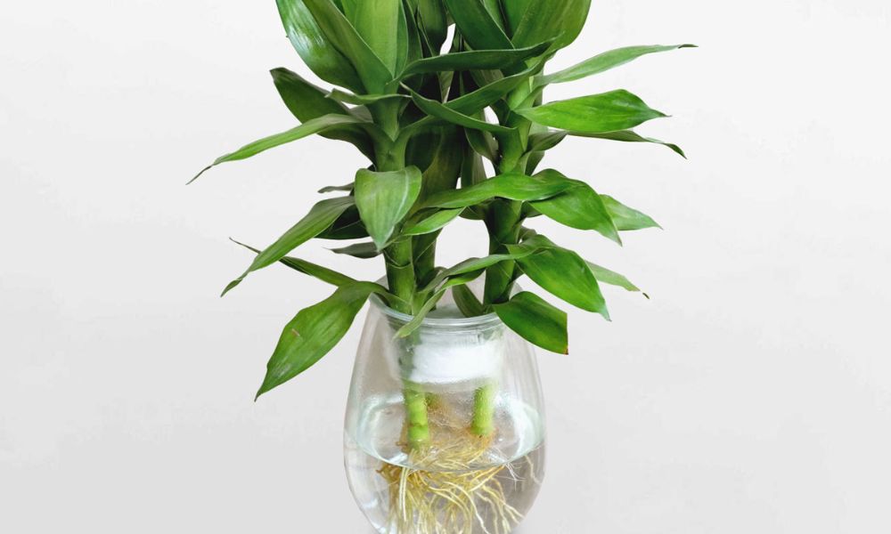 Người tuổi Tý nên trồng cây gì trong nhà