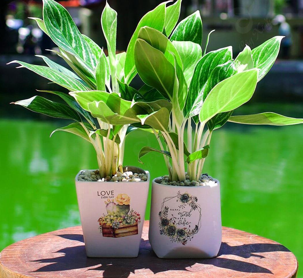 Cây Phát Tài Phát Lộc