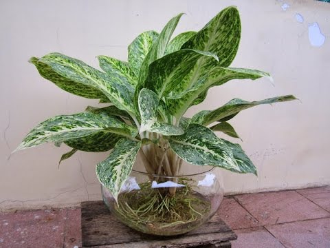 Bạch Mã Hoàng Tử hợp mệnh Kim, giúp thu hút tài lộc và may mắn.