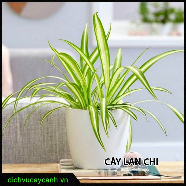 Cây Lan Chi giúp cân bằng năng lượng và mang lại bình an.