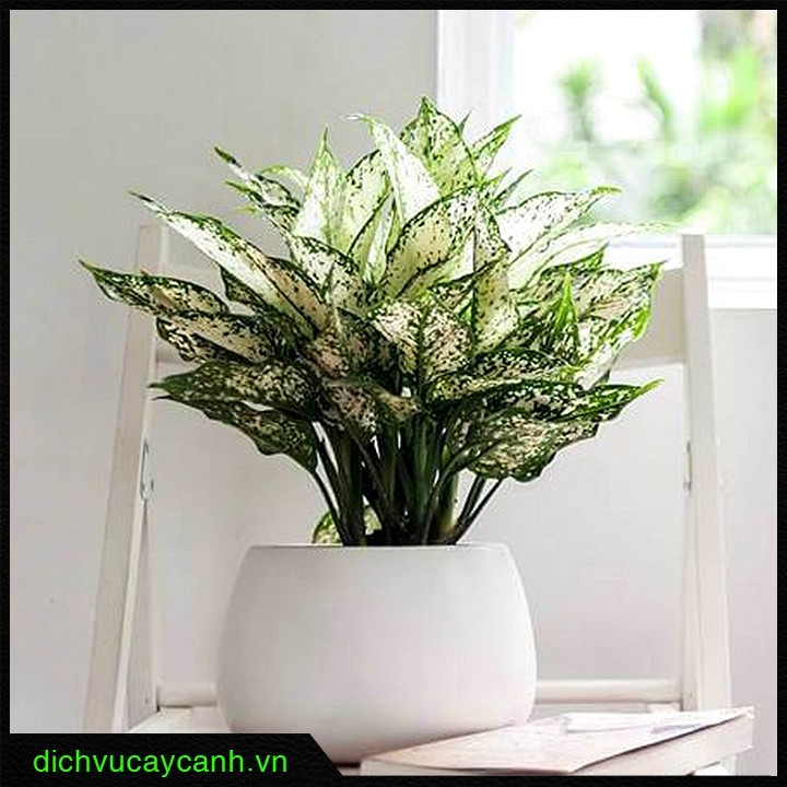 Cây Vạn Niên Than giúp thu hút tài lộc và tăng cường sức khỏe.