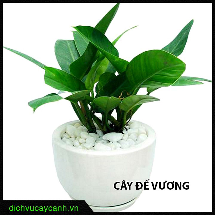 Cây Trầu Bà Đế Vương mang lại may mắn và sức khỏe dồi dào.