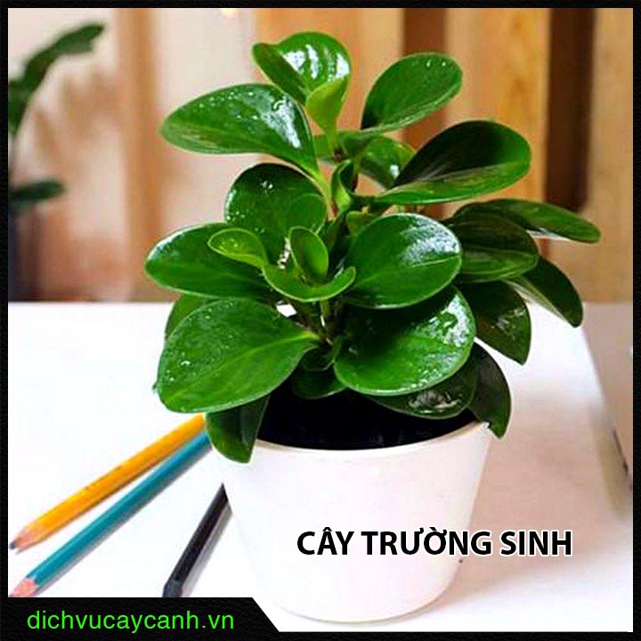 Cây Trường Sinh giúp người mệnh Mộc tăng cường sức khỏe và mang lại may mắn.