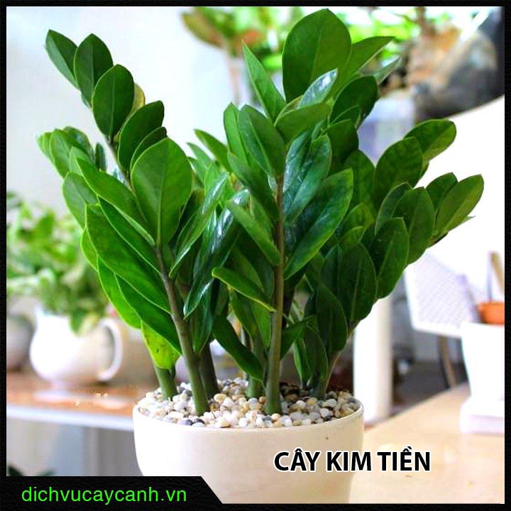 Cây Kim Tiền giúp tăng tài vận và thịnh vượng.