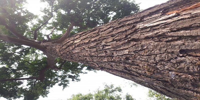 Cây sao đen mang lại nhiều giá trị về mọi mặt.