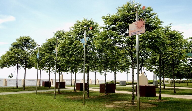 Cây sao đen là loài cây thân gỗ lớn, thường được trồng làm cây bóng mát.