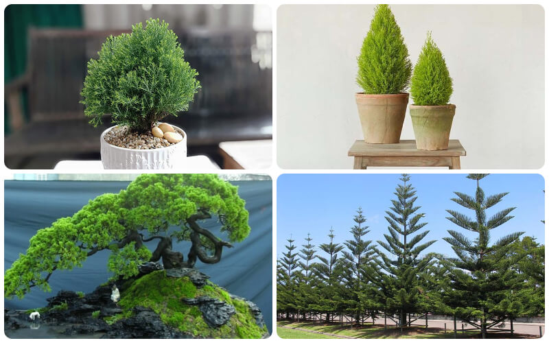 5 loại cây sơn tùng được ưa chuộng nhất