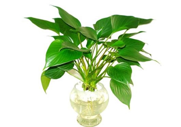 Cách chăm sóc cây Tai Phật